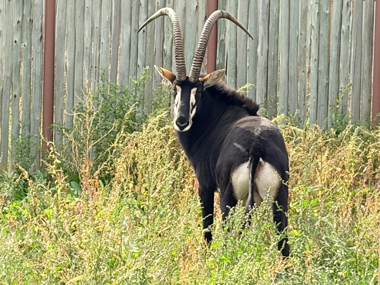 46 4/8" Sable bull 